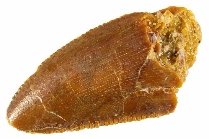 Serrated Raptor Tooth - Real Dinosaur Tooth #332677